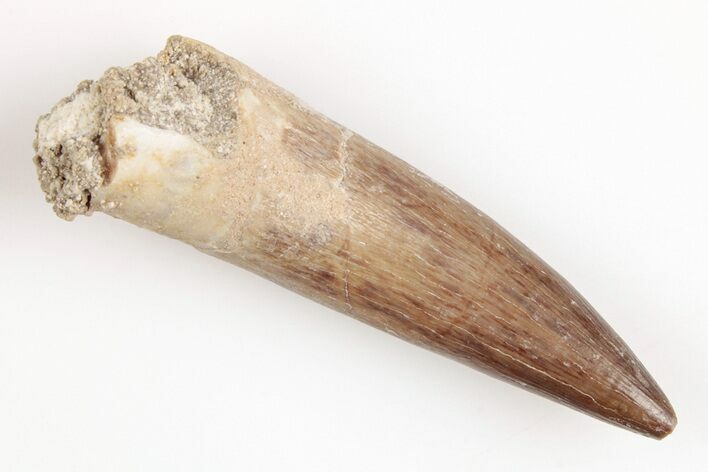 Fossil Plesiosaur (Zarafasaura) Tooth - Morocco #202008